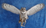 Owl- Great Horned 53