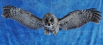 Owl- Great Grey 24