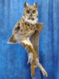 Owl- Great Horned 54