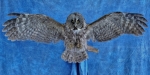 Owl- Great Grey 26