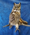 Owl- Great Horned 55