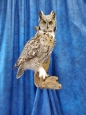 Owl- Great Horned 57