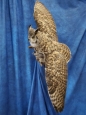 Owl- Great Horned 56