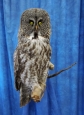 Owl- Great Grey 27