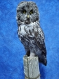 Owl- Great Grey 29
