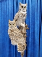 Owl- Great Horned 58