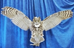 Owl- Great Horned 59