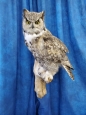 Owl- Great Horned 60