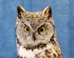 Owl- Great Horned 62