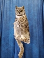 Owl- Great Horned 61