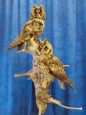 Owl- Long Eared 07