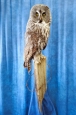 Owl- Great Grey 33