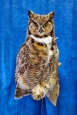 Owl- Great Horned 65
