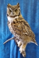 Owl- Great Horned 66