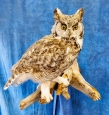 Owl- Great Horned 03