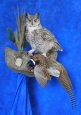Owl- Great Horned 41