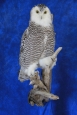 Owl- Snowy 20
