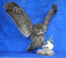 Owl- Great Grey 19