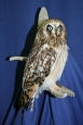 Owl- Short Eared 05