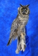 Owl- Long Eared 05