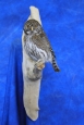 Owl- Pygmy 02