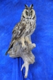 Owl- Long Eared 06