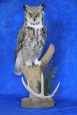 Owl- Great Horned 43
