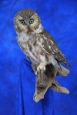 Owl- Saw Whet 05