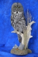 Owl- Great Grey 20