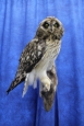Owl- Short Eared 04