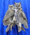 Owl- Great Horned 48