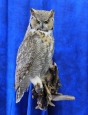 Owl- Great Horned 50