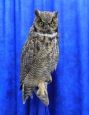 Owl- Great Horned 49
