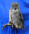 Owl- Great Grey 23