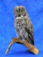 Owl- Great Grey 25