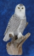 Owl- Snowy 11