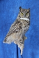 Owl- Great Horned 24