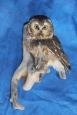 Owl- Saw Whet 02