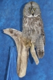 Owl- Great Grey 12