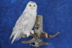 Owl- Snowy 12