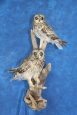 Owl- Short Eared 02