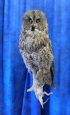 Owl- Great Grey 34
