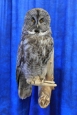 Owl- Great Grey 35
