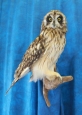Owl- Short Eared 06