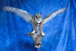 Owl- Great Horned 67