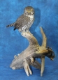 Owl- Pygmy 03