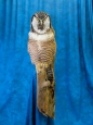 Owl- Hawk 03