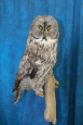 Owl- Great Grey 36