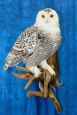 Owl- Snowy 24