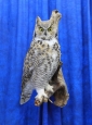 Owl- Great Horned 71
